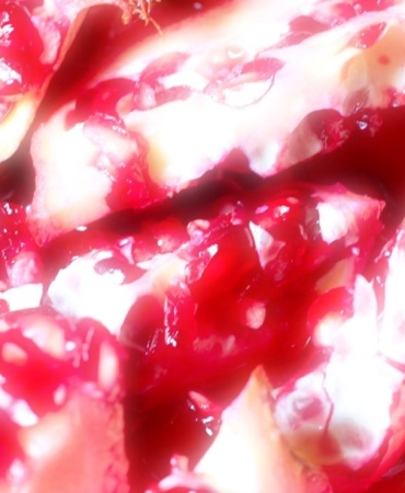 Kur’an-ı Kerim’de adı geçen cennet meyvesi: Bir tanesinde binbir şifa var 5 1731322623_5lPy2G4TKUGg5_dJsQaZ4Q.jpg