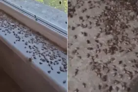 kabus-geri-dondu-iki-ilceyi-istila-ettiler-19119550_7218_amp