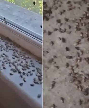 kabus-geri-dondu-iki-ilceyi-istila-ettiler-19119550_7218_amp