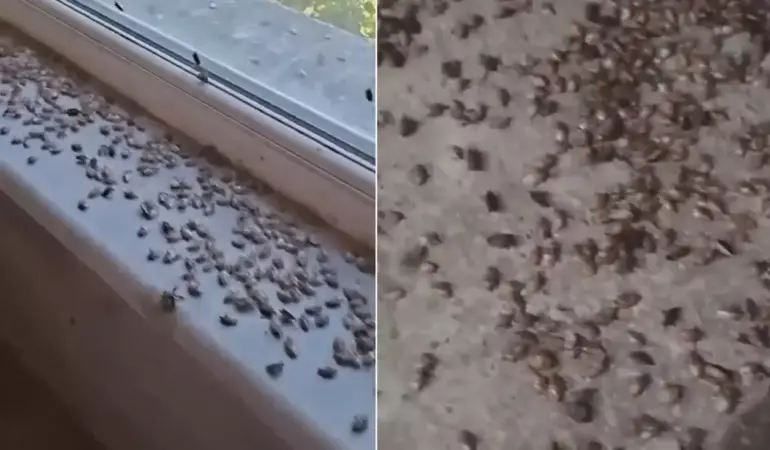 kabus-geri-dondu-iki-ilceyi-istila-ettiler-19119550_7218_amp